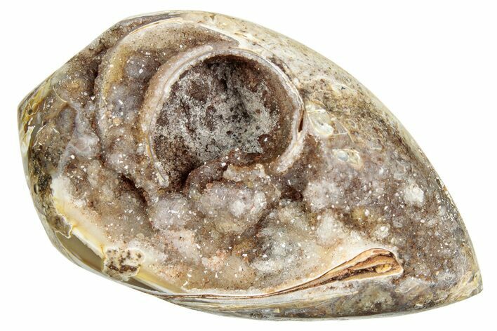 Chalcedony Replaced Gastropod With Sparkly Quartz - India #239322